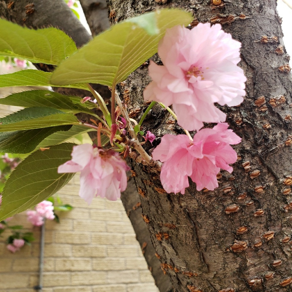 Meet your Posher, Valerie